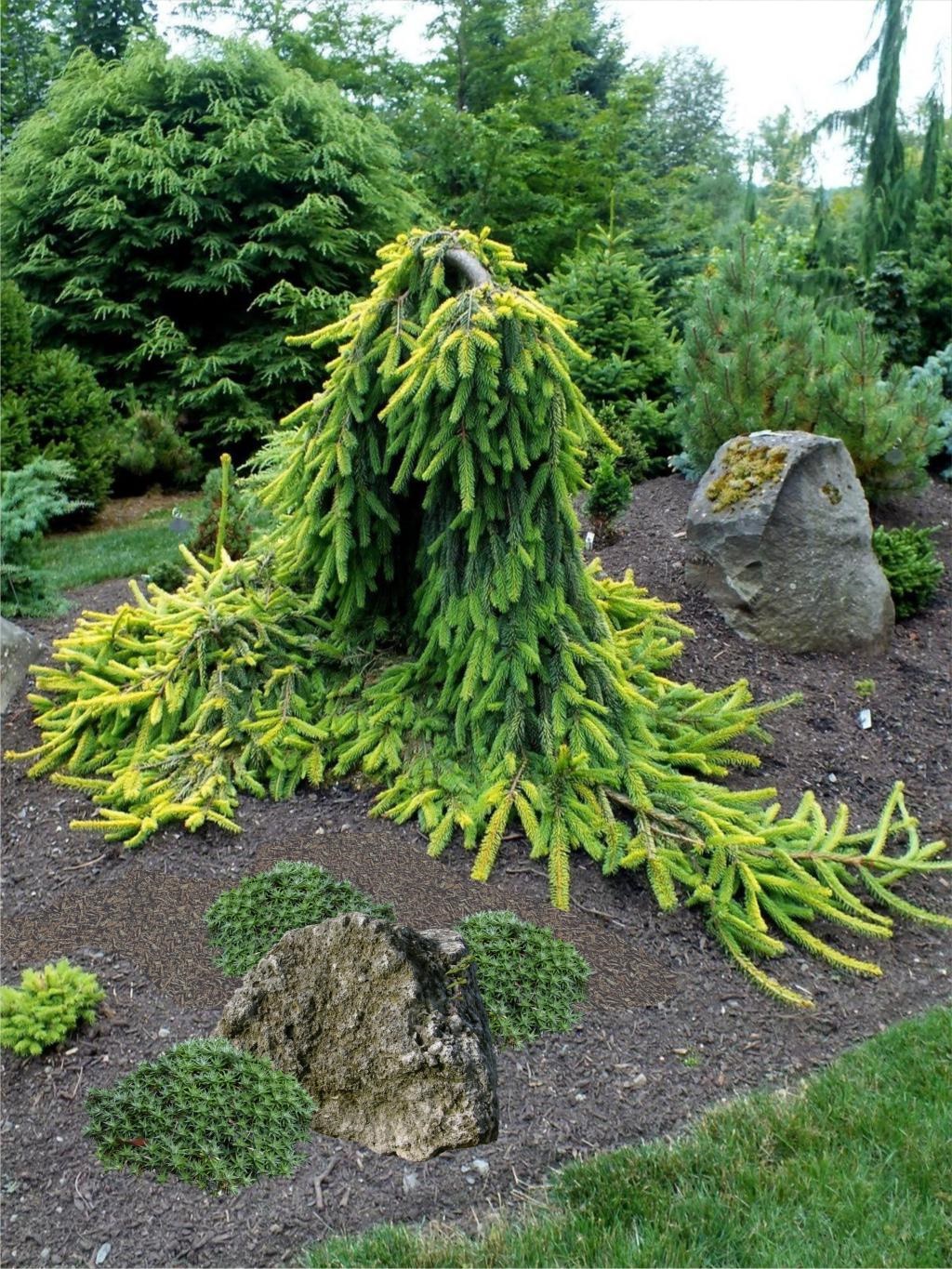 Picea abies 'Gold Drift', Ель европейская