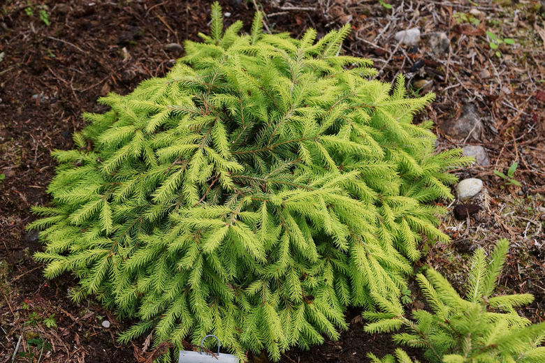 Picea abies 'Lemon Drop', Ель европейская