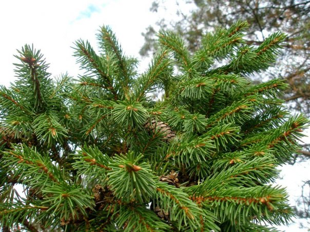 Picea abies 'Veksa', Ель европейская 