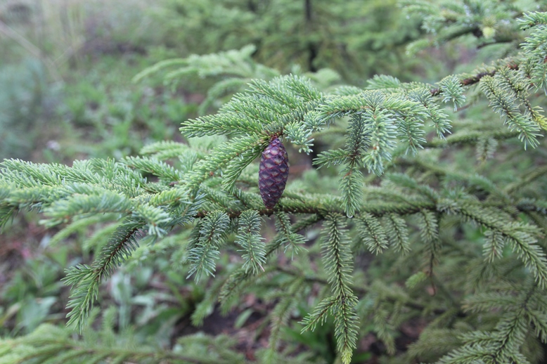 Ель Глена (Picea glehnii). Фото Горошкевича С.Н.