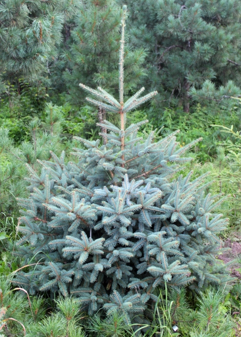 Ель Коями (Picea koyami). Фото Горошкевича С.Н. 