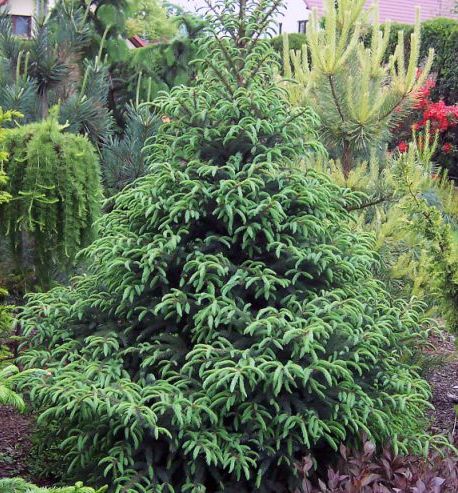 Picea mariana ‘Beissneri’. Ель черная