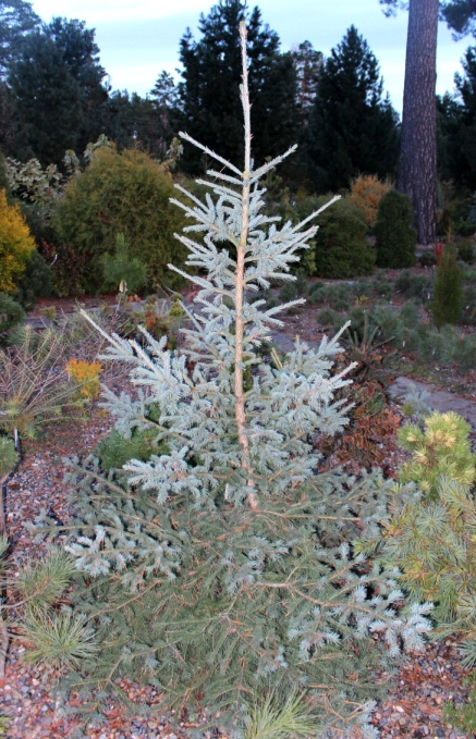 Picea obovata 'Glauca' - полноразмерный клон. Растет чуть медленней обычной ели сибирской. Вырастает большой, до 20 м. Форма и плотность кроны не идеальная. Но их можно улучшить правильной обрезкой побегов. 