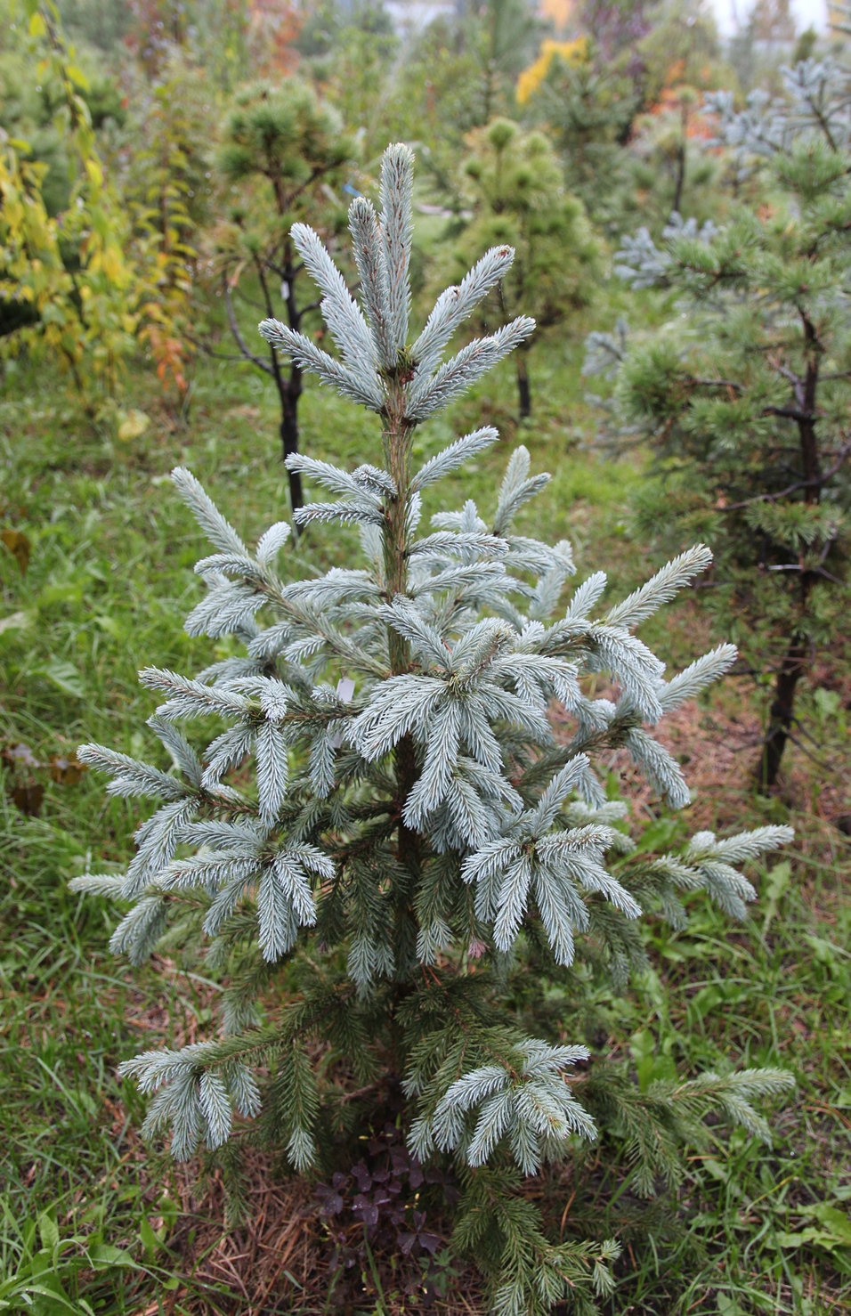 Picea obovata 'Прибайкальская Голубая'. Вот этот экземпляр вырос у нас из семян, собранных на северном склоне Хамар-Дабана, южное Прибайкалье. Деревце пока маленькое. Много черенков с него не нарежешь. 