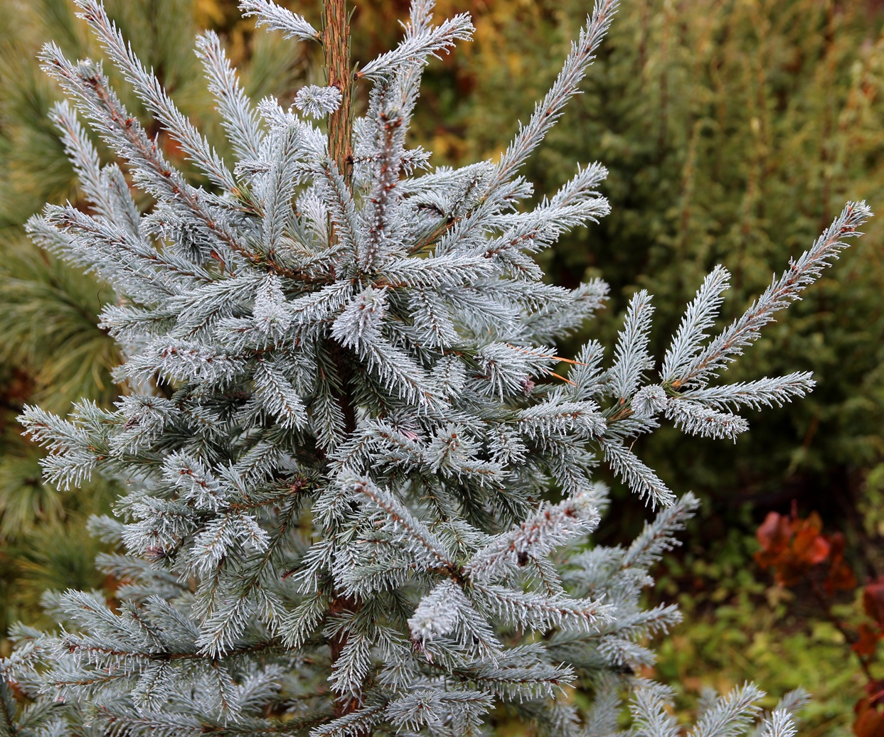 Picea obovata 'Саянская Голубая' с Западного Саяна от Ю.А.Череповского. Согласитесь, хороша. Цвет насыщенный, притом, что фотография сделана в середине октября, когда хвоя у ели обычно уже тускнеет на зиму.