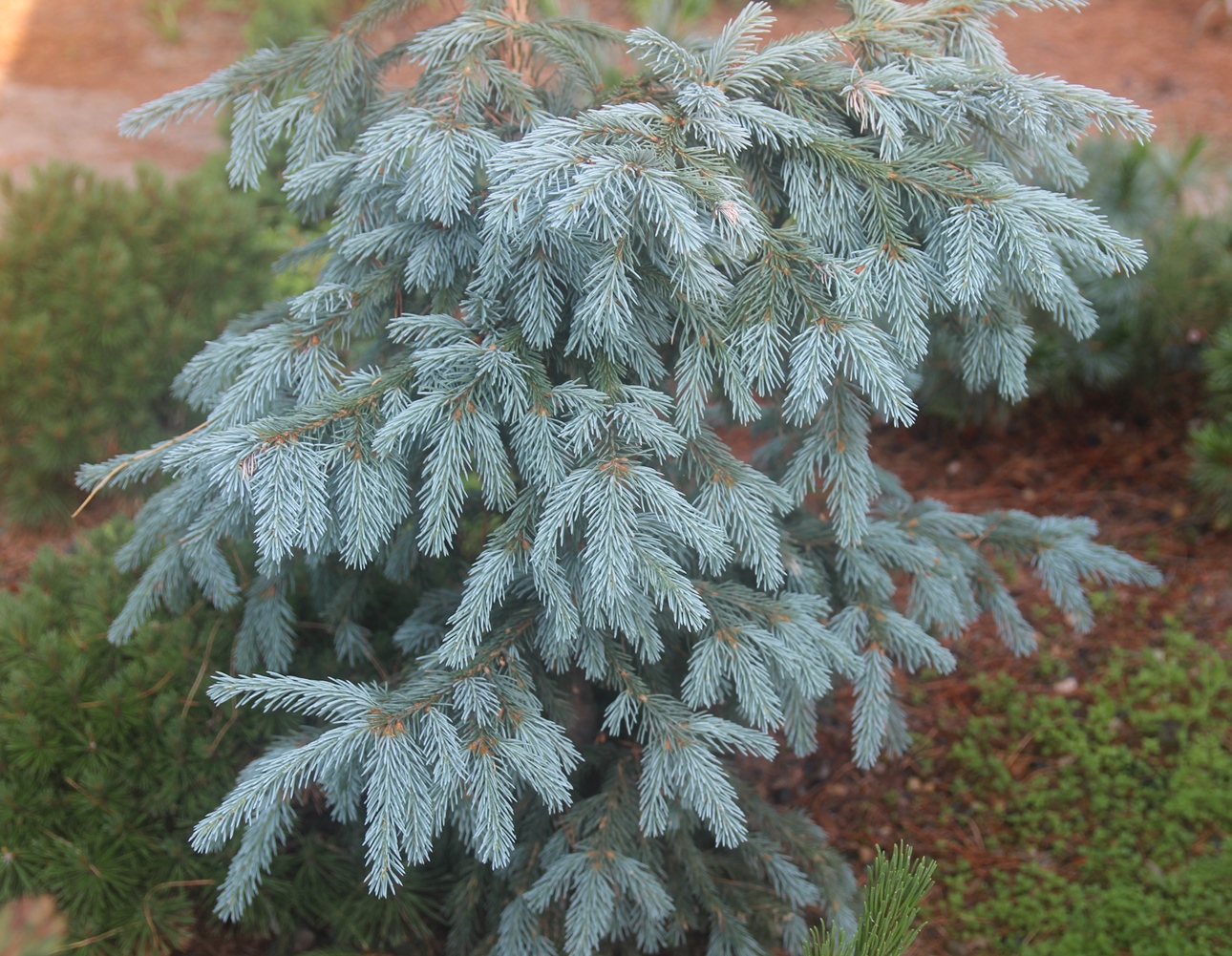 Picea obovata 'Семинская Голубая'. Этот клон мы выделили сами: среди многих деревьев 50-летнего возраста в дендрарии НИИ сибирского садоводства в Барнауле нашли самое голубое и размножили его прививкой. 
