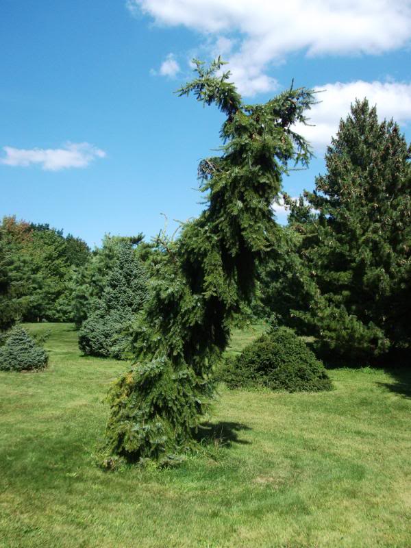 Picea omorika 'Pendula Bruns'. Ель сербская