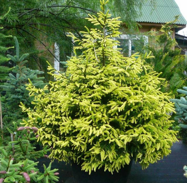 Picea orientalis ‘Aureospicata’. Ель восточная 