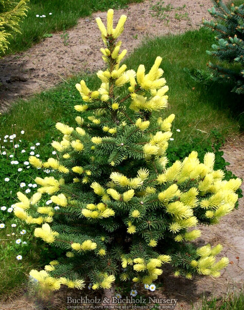 Picea pungens 'Maigold'. Ель колючая