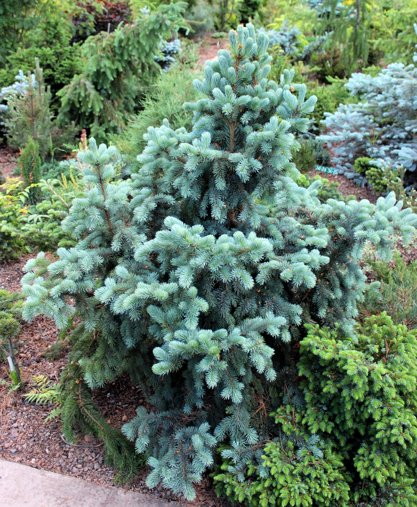 Picea pungens ‘Retroflexa’. Ель колючая. Фото Горошкевича С.Н.