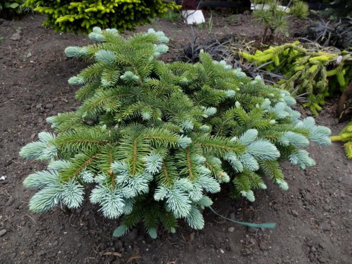 Picea pungens 'Thomschke'. Ель колючая