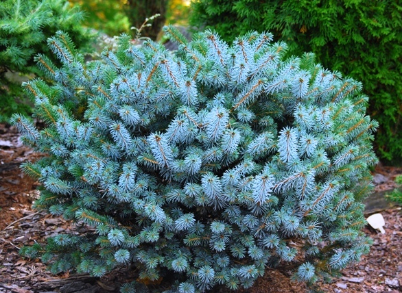 Picea sithensis 'Silberzwerg'. Ель ситхинская