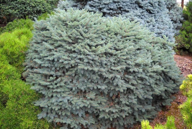 Picea pungens 'Nidiformis Kalous'. Ель колючая