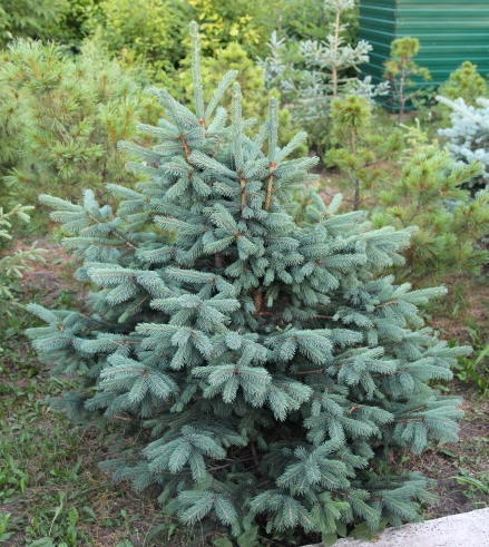 Ель Энгельмана (Picea engelmannii). Фото Горошкевича С.Н. 