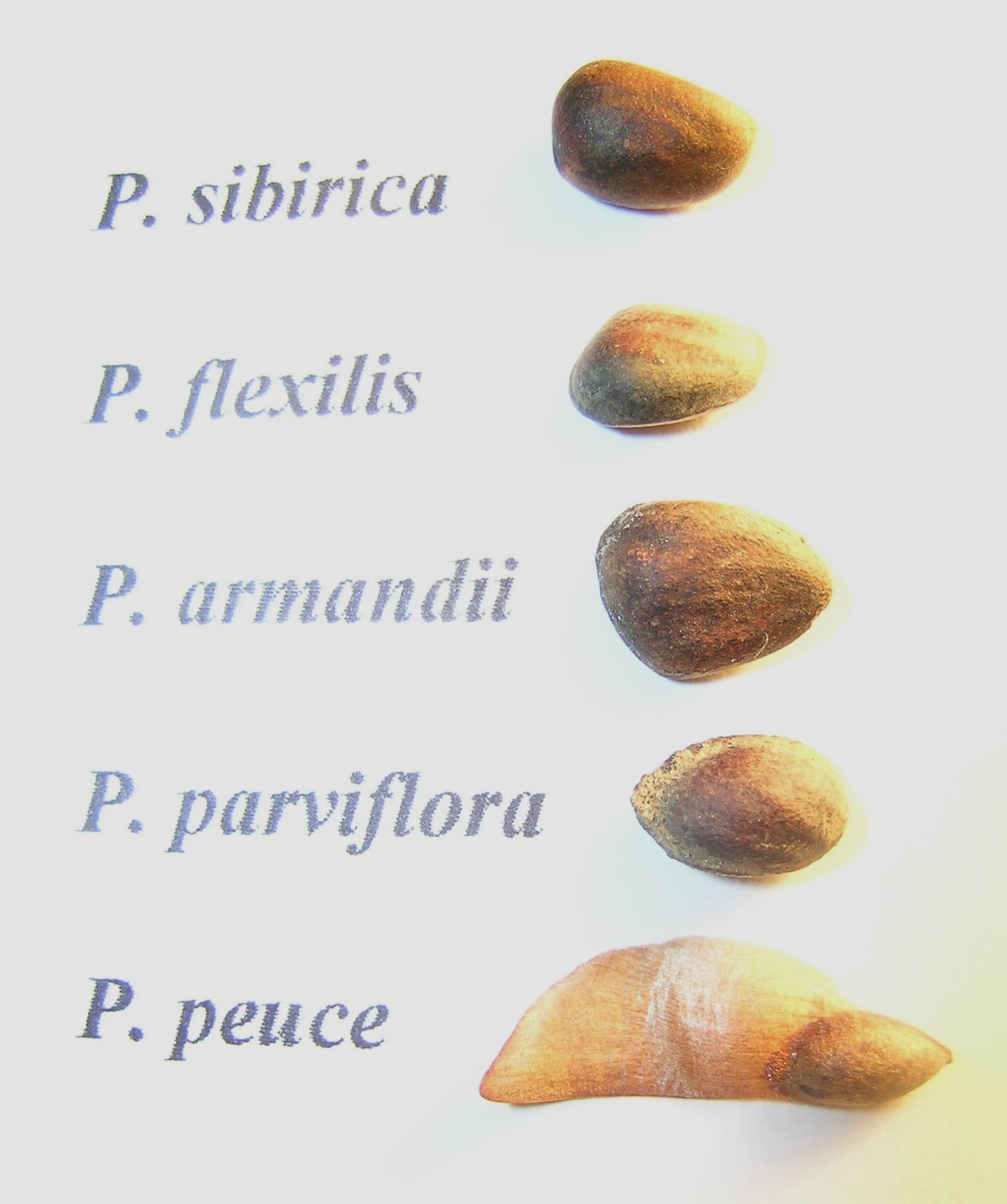 Семена некоторых видов 5-хвойных: типичного представителя кедровых сосен (P. sibirica); типичного представителя веймутовых сосен (P. peuce); нетипичных крупносемянных веймутовых сосен – бескрылых (P. armandii, P. flexilis) и почти бескрылого (P. parviflora). 