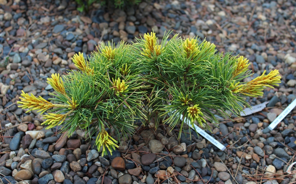 Pinus parviflora ‘Goldilocks’. В переводе с немецкого означает «золотистые локоны». Действительно, цвет хвои очень яркий и своеобразный. Промежуточный по скорости роста культивар. Прирост 20-30 см в год. Но это – в теплых странах. У нас он растет пока не быстро и вверх не стремится.