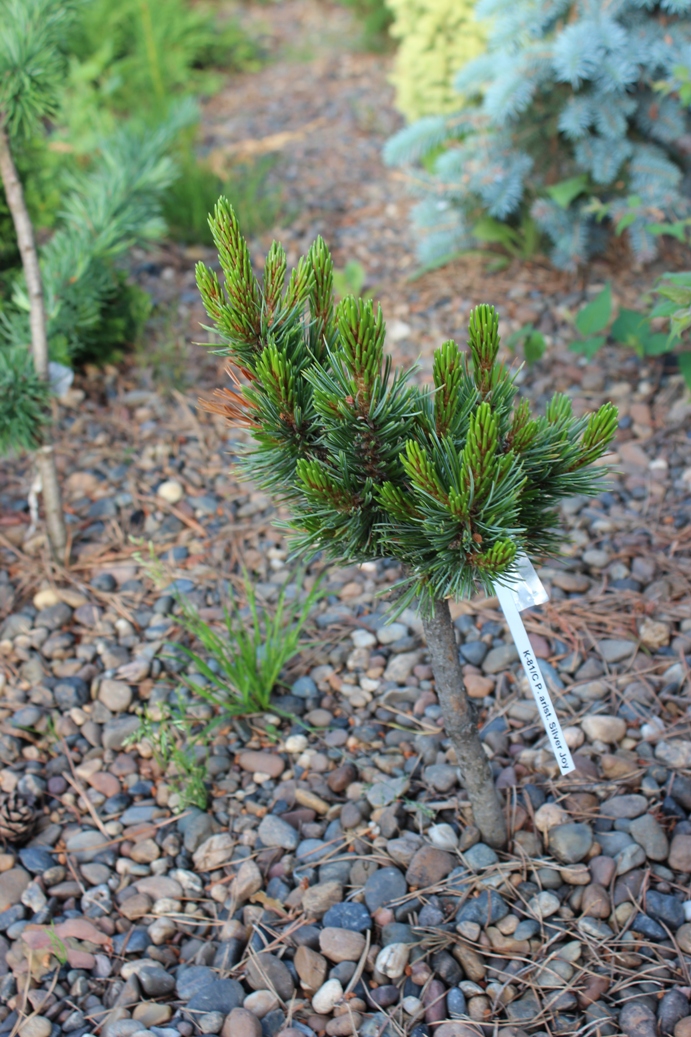 Pinus longaeva и P. aristata - очень дальние родственниками кедра сибирского. Тем не менее, они в виде прививок неплохо живут на его корнях. В нашей коллекции есть несколько низкорослых привойных культиваров. На снимке – 5-летняя прививка Pinus aristata ‘Sylver Joy’ на корнях кедра сибирского. 