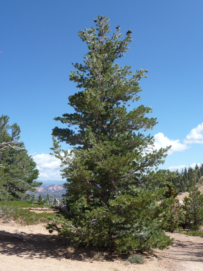 Молодое (70-80 лет) дерево P. flexilis в национальном парке «Bryce Canyon» на юго-запада штата Юта. По форме и структуре кроны напоминает наш кедр в горах Южной Сибири. 