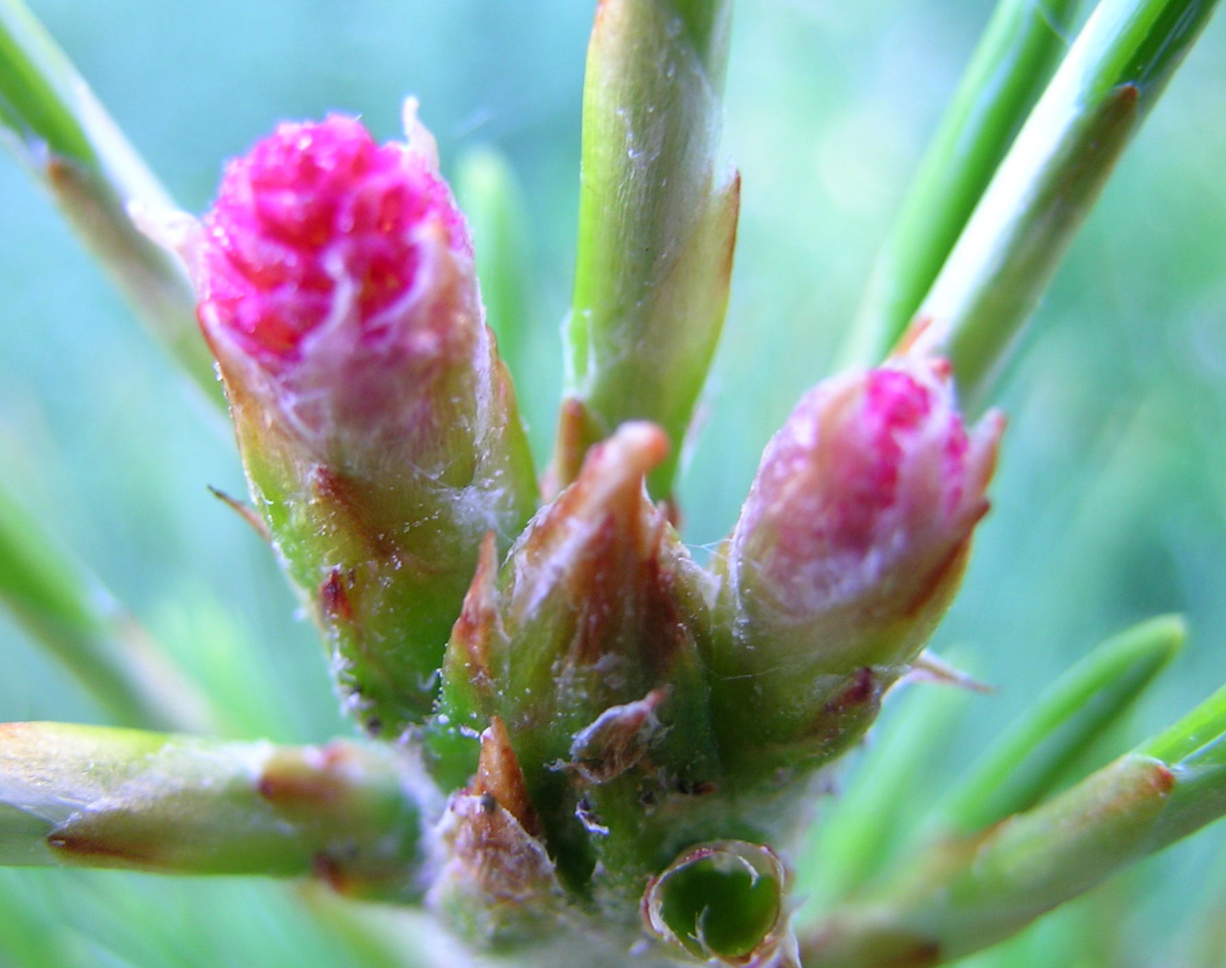 Женские шишки несколько раз меняют свой цвет: в период цветения (начало июня) они розовые. 