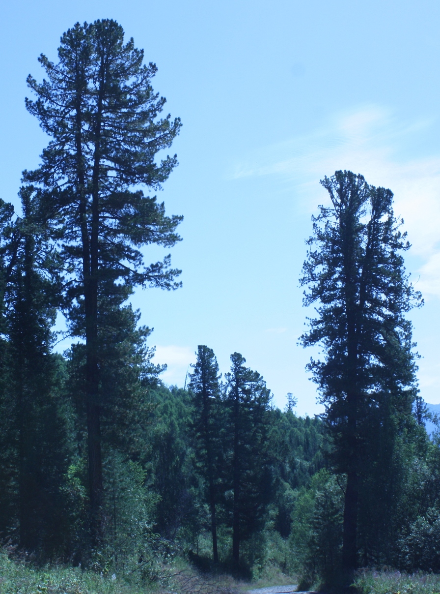 Кедр сибирский (Pinus sibirica) – мощное дерево лесного типа. Очень характерна вершина в форме канделябра: ветви саблевидно изогнуты. Высота - 20-25 (до 35) м. На снимке кедровый лес в низкогорье Северо-Восточного Алтая. 