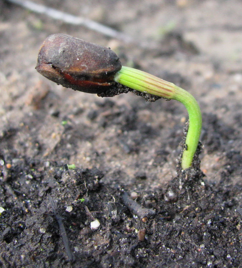 Проросток кедра примерно через 10 дней после посева. Состоит из корешка (в земле), гипокотиля (подсемядольного колена: на рисунке отлично видно, почему он так называется), семядолей (они сомкнуты, т.к. их концы пока еще зажаты в семени). 