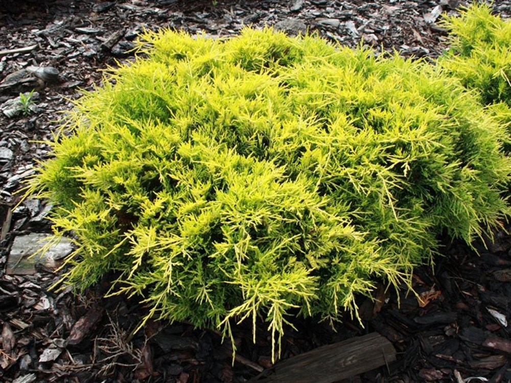 Juniperus × pfitzeriana ‘Gold Star’, можжевельник Пфитцера