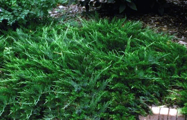 Juniperus sabina ‘Вuffalo’, можжевельник казацкий