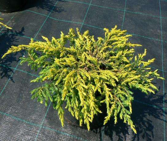 Juniperus communis ‘Goldschatz’, можжевельник обыкновенный