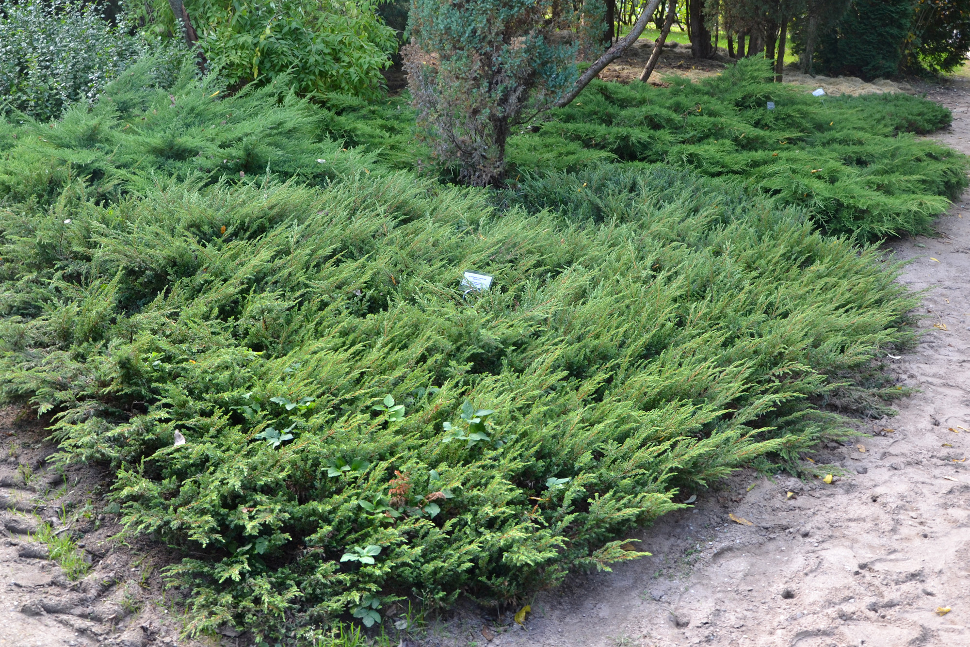 Juniperus communis "Repand’, можжевельник обыкновенный