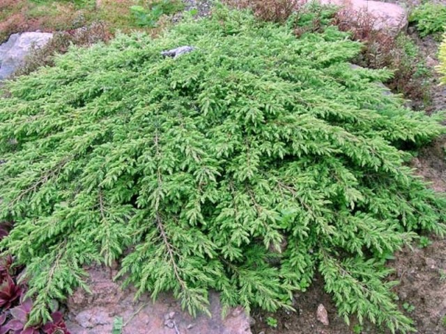 Juniperus procumbens 'Nana', можжевельник лежачий
