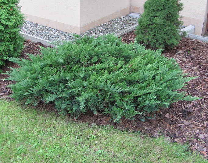 Juniperus sabina ‘Tamariscifolia’, можжевельник казацкий
