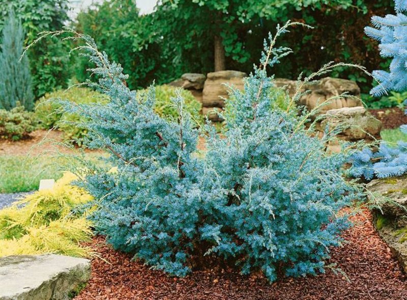  Juniperus chinensis ‘Blue Alps’, Можжевельник китайский