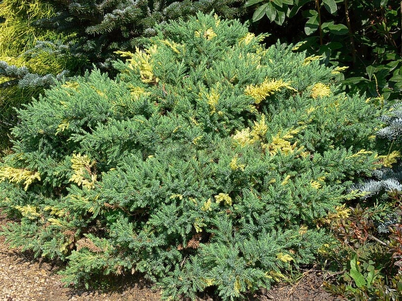 Juniperus chinensis ‘Expansa Aureospicata’, можжевельник китайский 