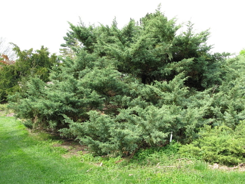 Juniperus chinensis ‘Hetzii’, Можжевельник китайский