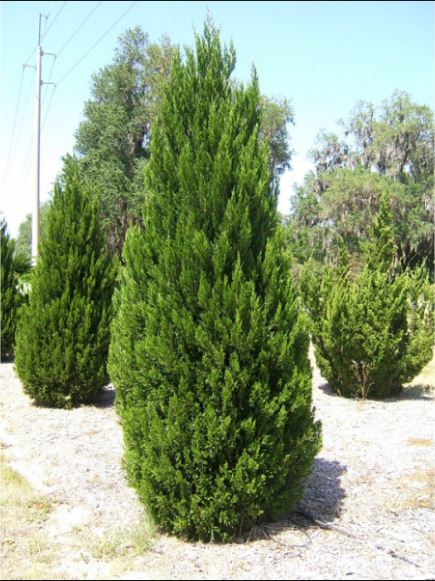 Juniperus chinensis ‘Obelisk’, можжевельник китайский