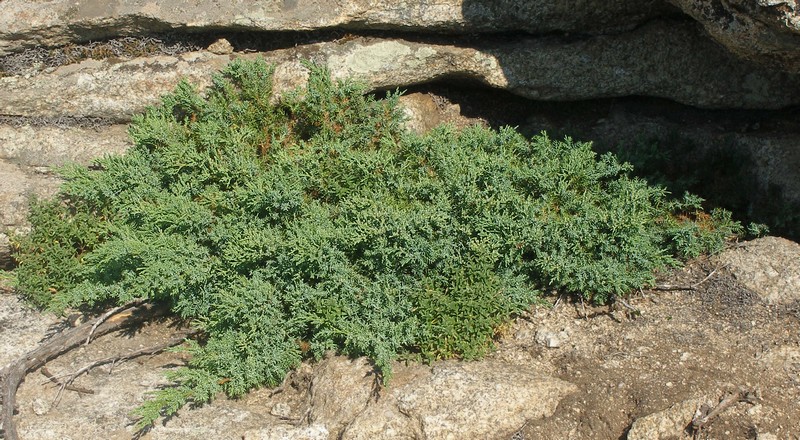 Можжевельник даурский (Juniperus dahurica)