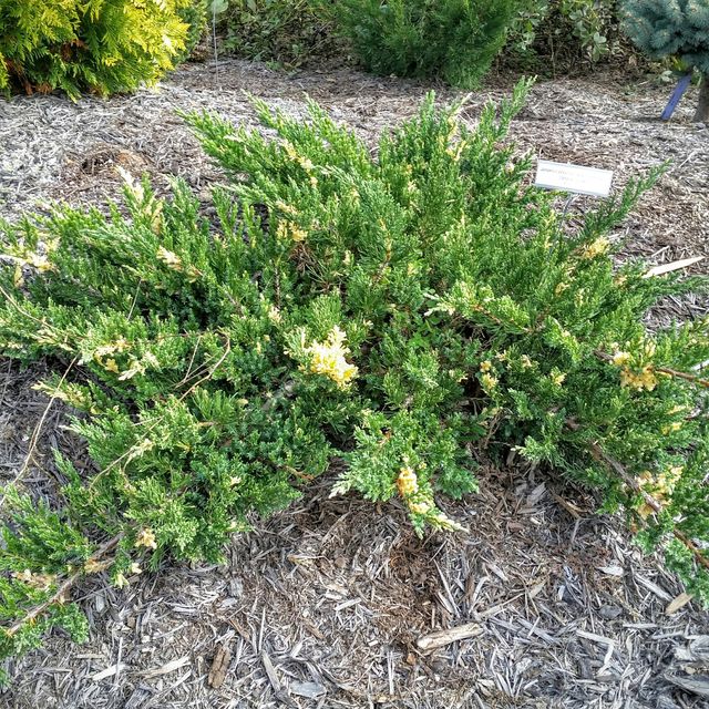 Juniperus dahurica ‘Expansa Variegata’, можжевельник даурский