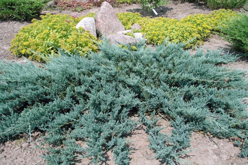 Juniperus horizontalis ‘Bar Harbor’, можжевельник горизонтальный