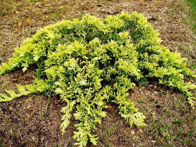 Juniperus horizontalis ‘Golden Carpet’, можжевельник горизонтальный 