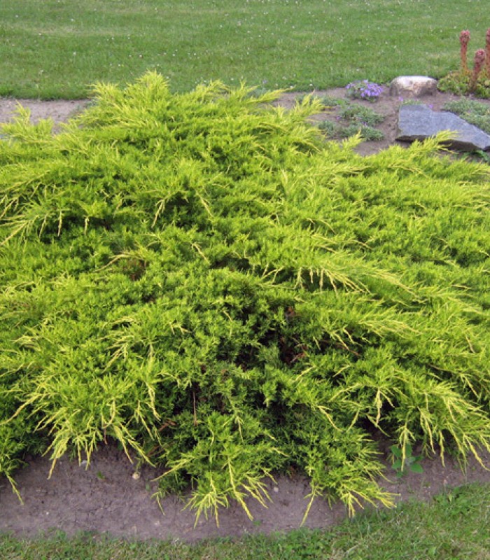 Juniperus × pfitzeriana ‘Aurea’, можжевельник Пфитцера