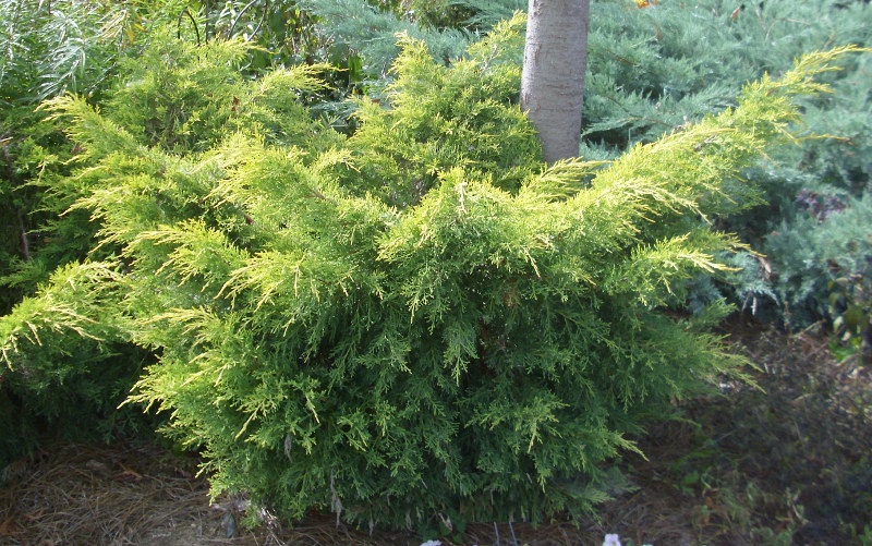 Juniperus × pfitzeriana ‘Saybrook Gold’, можжевельник Пфитцера