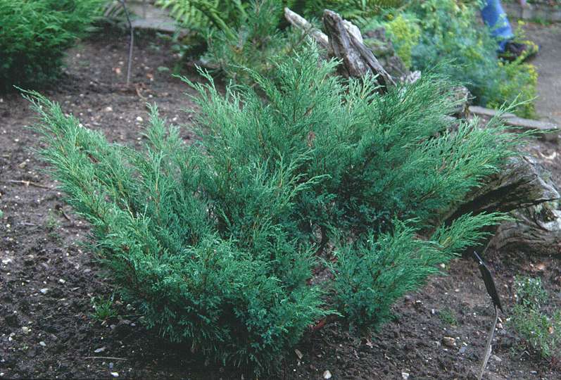 Juniperus sabina ‘Blue Danube’, можжевельник казацкий