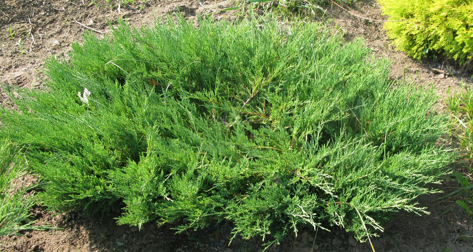 Juniperus sabina 'Маs', можжевельник казацкий