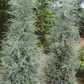 Juniperus scopulorum ‘Silver Star’, можжевельник скальный