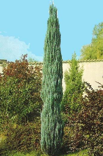  Juniperus scopulorum ‘Skyrocket’, можжевельник скальный