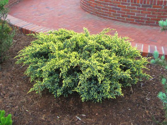 Juniperus squamata ‘Dream Joy’, можжевельник чешуйчатый