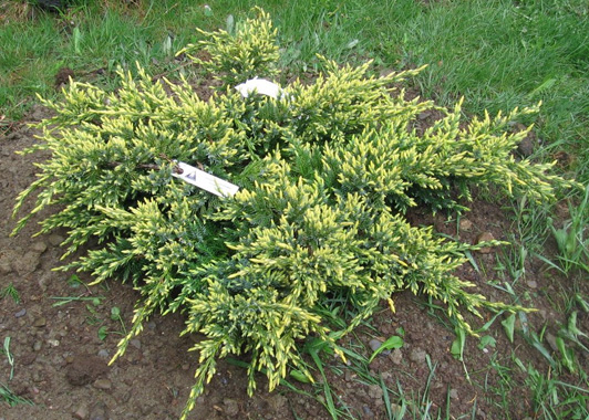 Juniperus squamata ‘Holger’, можжевельник чешуйчатый