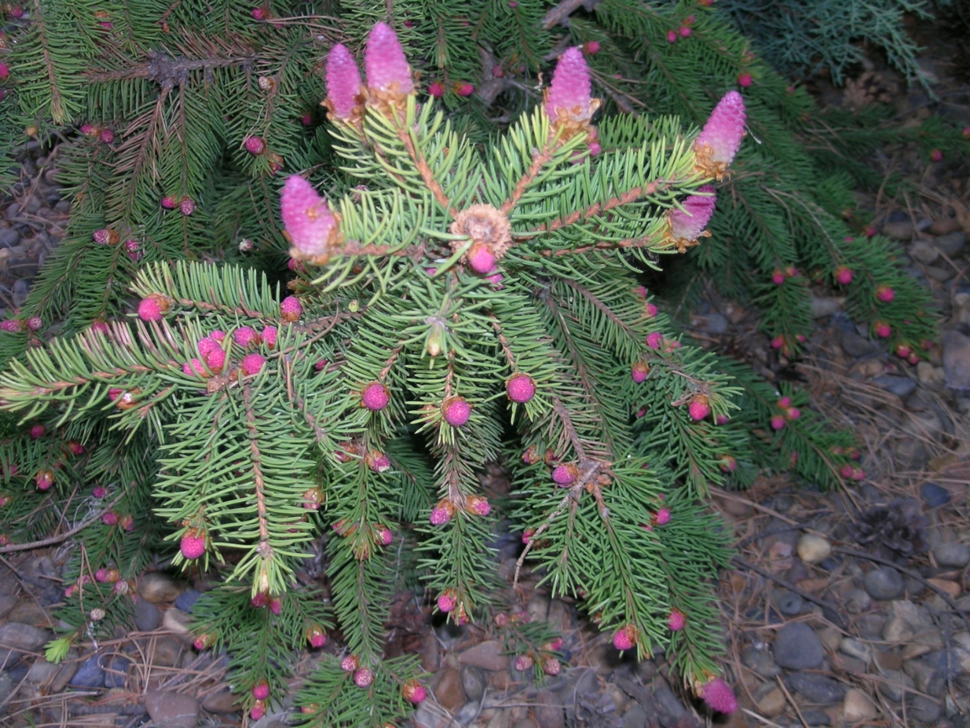 Еще один яркий культивар – Picea abies Acrocona. Поражает обилием очень ярких, декоративных шишек. 
