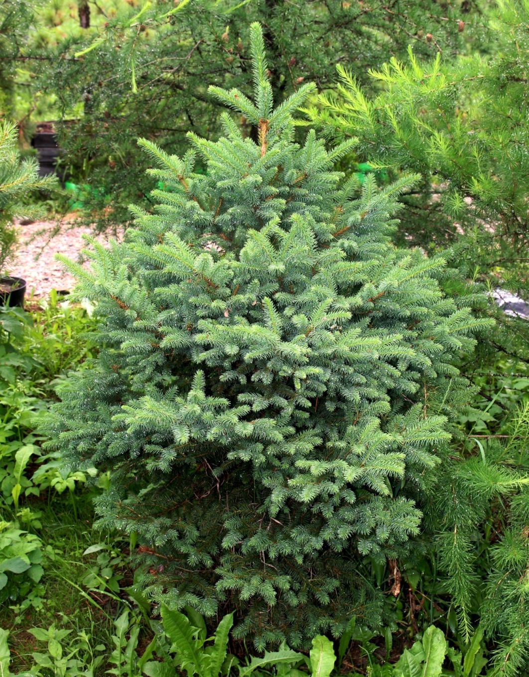 Многие российские виды хвойных встречаются в наших садах, на два порядка реже, чем заграничные. Это безобразие. Мы делаем всё, чтобы испытать эти виды, ввести их в культуру. На снимке ель корейская (Picea koraiensis) – декоративный и устойчивый на юге Сибири вид.