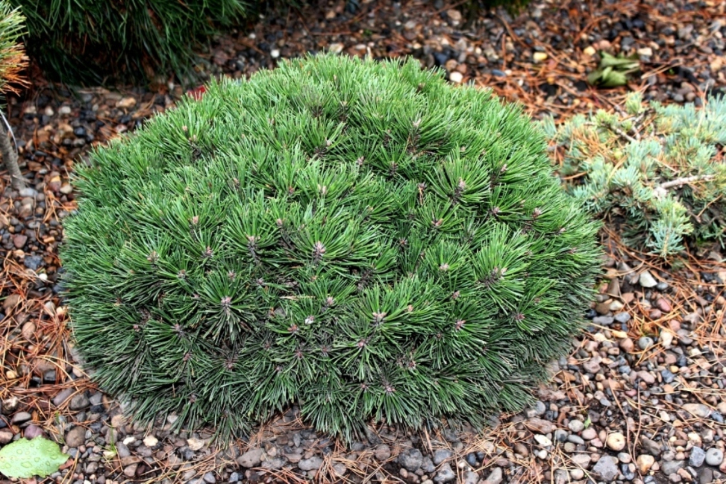 Pinus uncinata Jezek. Название говорит само за себя.  